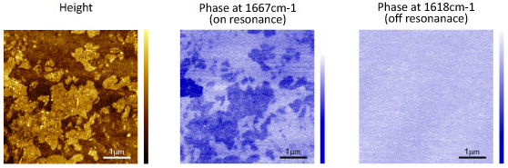s-SNOM measurements of purple membrane reveal distribution of protein within the lipid membrane. AFM height (top); s-SNOM phase image with IR source tuned to the amide I absorption band (bottom left); s-SNOM phase image off-resonance (bottom right).